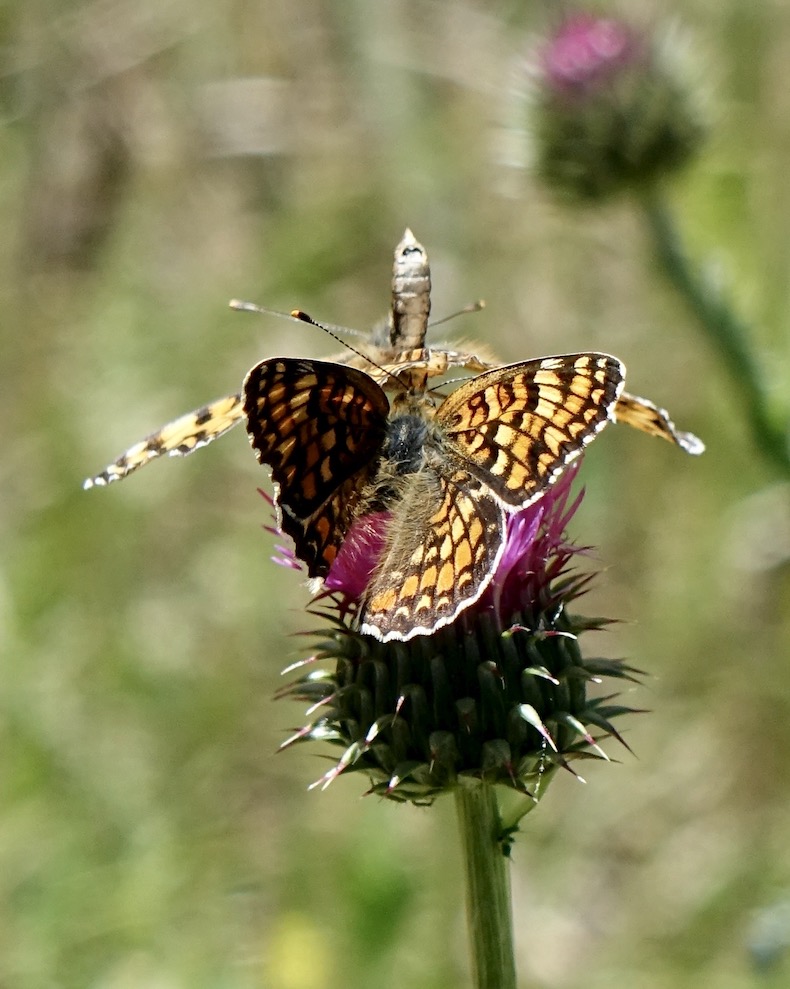 knapweed fritillary